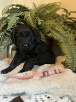 Queen, a female Goldendoodle for sale in West Haven, CT – Photo 9 of 10