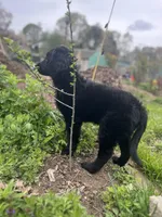 Queen - Flat coat LOVES kids, a female Goldendoodle for sale in West Haven, CT – Photo 10 of 10