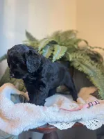 Queen, a female Goldendoodle for sale in West Haven, CT – Photo 10 of 10