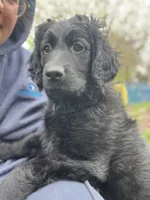 Queen - Flat coat LOVES kids, a female Goldendoodle for sale in West Haven, CT – Photo 4 of 10