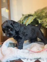 Queen, a female Goldendoodle for sale in West Haven, CT – Photo 6 of 10