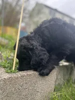 Queen - Flat coat LOVES kids, a female Goldendoodle for sale in West Haven, CT – Photo 9 of 10