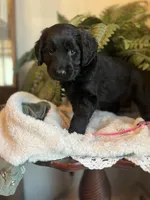 Queen, a female Goldendoodle for sale in West Haven, CT – Photo 4 of 10