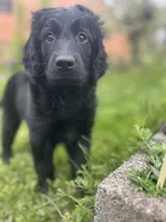 Queen - Flat coat LOVES kids, a female Goldendoodle for sale in West Haven, CT – Photo 6 of 10