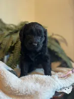 Queen, a female Goldendoodle for sale in West Haven, CT – Photo 2 of 10