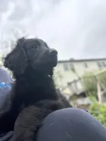 Queen - Flat coat LOVES kids, a female Goldendoodle for sale in West Haven, CT – Photo 3 of 10