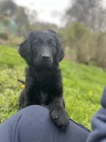 Queen - Flat coat LOVES kids, a female Goldendoodle for sale in West Haven, CT – Photo 7 of 10