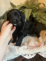 Queen, a female Goldendoodle for sale in West Haven, CT – Photo 7 of 10
