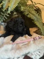 Queen, a female Goldendoodle for sale in West Haven, CT – Photo 5 of 10