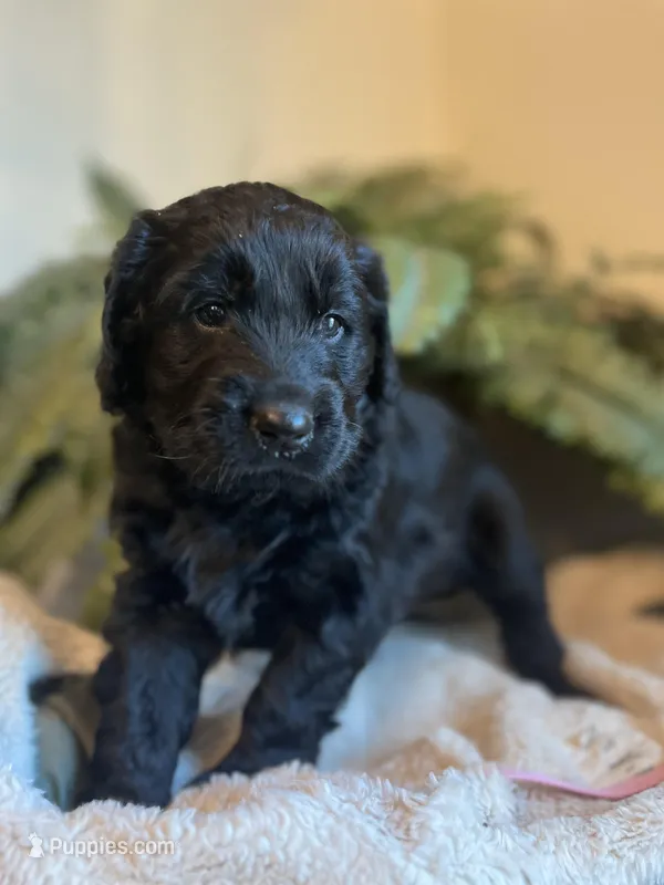 Queen – Goldendoodle puppy for sale in West Haven, CT