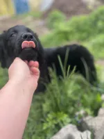 Queen - Flat coat LOVES kids, a female Goldendoodle for sale in West Haven, CT – Photo 5 of 10