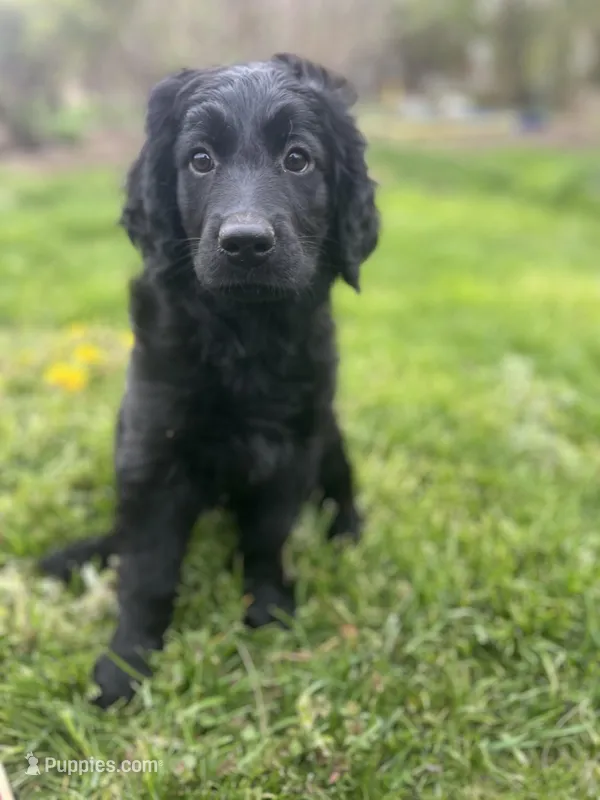 Queen - Flat coat LOVES kids – Goldendoodle puppy for sale in West Haven, CT