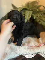 Queen, a female Goldendoodle for sale in West Haven, CT – Photo 8 of 10