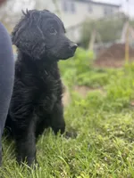 Queen - Flat coat LOVES kids, a female Goldendoodle for sale in West Haven, CT – Photo 8 of 10