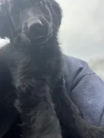 Queen - Flat coat LOVES kids, a female Goldendoodle for sale in West Haven, CT – Photo 2 of 10