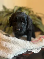 Godiva, a female Goldendoodle for sale in West Haven, CT – Photo 10 of 10
