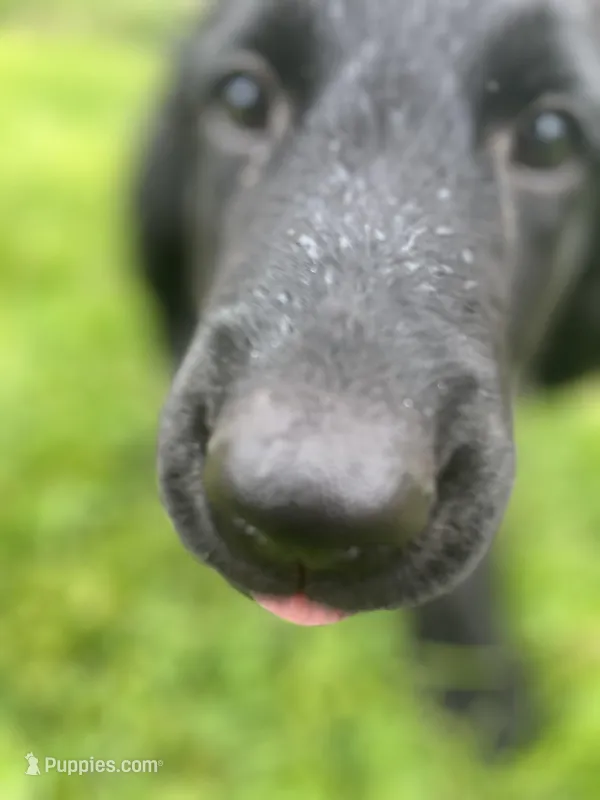 Godiva - Flat coat – Goldendoodle puppy for sale in West Haven, CT