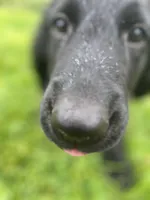 Godiva - Flat coat, a female Goldendoodle for sale in West Haven, CT – Photo 1 of 10