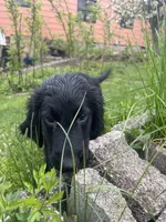 Godiva - Flat coat, a female Goldendoodle for sale in West Haven, CT – Photo 10 of 10