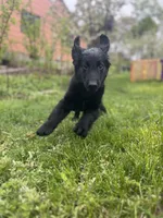 Godiva - Flat coat, a female Goldendoodle for sale in West Haven, CT – Photo 3 of 10