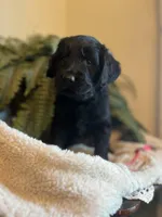 Godiva, a female Goldendoodle for sale in West Haven, CT – Photo 2 of 10