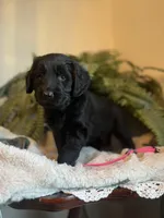 Godiva, a female Goldendoodle for sale in West Haven, CT – Photo 6 of 10