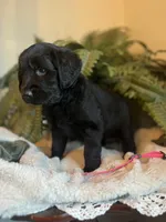 Godiva, a female Goldendoodle for sale in West Haven, CT – Photo 5 of 10