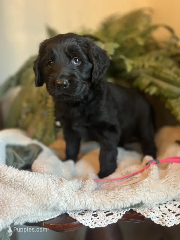 Godiva – Goldendoodle puppy for sale in West Haven, CT