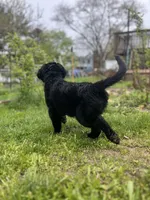 Godiva - Flat coat, a female Goldendoodle for sale in West Haven, CT – Photo 6 of 10