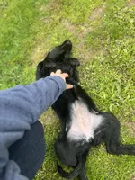 Godiva - Flat coat, a female Goldendoodle for sale in West Haven, CT – Photo 9 of 10