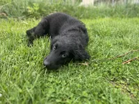 Godiva - Flat coat, a female Goldendoodle for sale in West Haven, CT – Photo 7 of 10