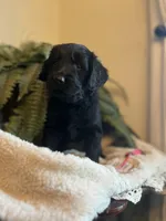 Godiva, a female Goldendoodle for sale in West Haven, CT – Photo 3 of 10