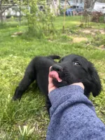 Godiva - Flat coat, a female Goldendoodle for sale in West Haven, CT – Photo 8 of 10