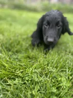 Godiva - Flat coat, a female Goldendoodle for sale in West Haven, CT – Photo 2 of 10