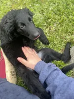 Godiva - Flat coat, a female Goldendoodle for sale in West Haven, CT – Photo 4 of 10