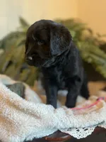 Godiva, a female Goldendoodle for sale in West Haven, CT – Photo 4 of 10