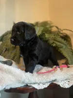 Godiva, a female Goldendoodle for sale in West Haven, CT – Photo 7 of 10