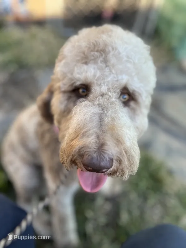 Lorikeet – Goldendoodle puppy for sale in West Haven, CT
