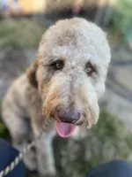 Lorikeet, a female Goldendoodle for sale in West Haven, CT – 1 of 10