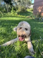 Lorikeet, a female Goldendoodle for sale in West Haven, CT – 9 of 10