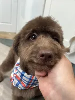 Byron, a male Miniature Goldendoodle for sale in West Haven, CT – 5 of 10