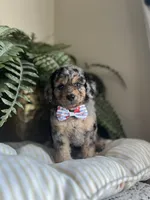 Brawly, a male Miniature Goldendoodle for sale in West Haven, CT – 4 of 10