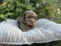 Red, a male Miniature Goldendoodle for sale in West Haven, CT – 3 of 10