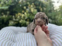 Alexander, a male Miniature Goldendoodle for sale in West Haven, CT – 2 of 10