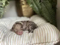 Red - large mini, a male Miniature Goldendoodle for sale in West Haven, CT – 2 of 9