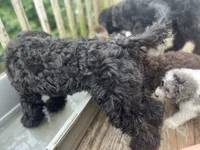 Scarlet, a female Goldendoodle for sale in West Haven, CT – 7 of 10