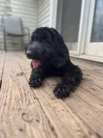 Valentino, a male Goldendoodle for sale in West Haven, CT – 7 of 10