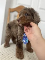 Thomas - large mini, a male Miniature Goldendoodle for sale in West Haven, CT – 3 of 10