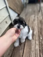 Meadow, a female Miniature Goldendoodle for sale in West Haven, CT – 3 of 8