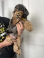 Falkner, a male Miniature Goldendoodle for sale in West Haven, CT – 4 of 10